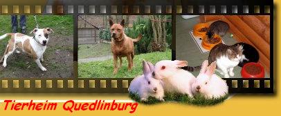 tierheim3